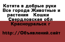 Котята в добрые руки - Все города Животные и растения » Кошки   . Свердловская обл.,Красноуральск г.